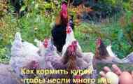 Как да се хранят курия да носят много яйца